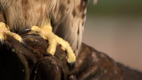 Close-up-of-large-falcon-talons-perched-on-rough-leather-gloves-from-a-falconer