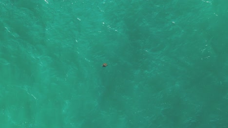 Sea-turtle-aerial-top-down-view-in-the-ocean