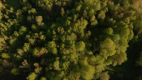Aerial-hovering-over-forests-in-the-Latvia-Kurzeme-on-a-sunny-evening