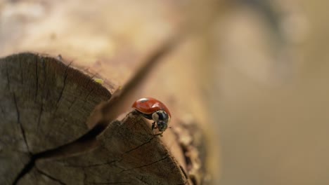 Sweet-Tiny-Ladybird-Cleaning-Itself-On-Log,-Macro-View