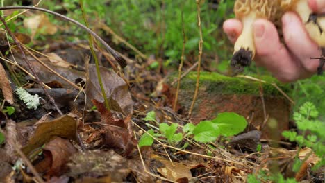 Close-up-of-hand-picking-up-three-Morel-wild-mushroom-in-forest,-day