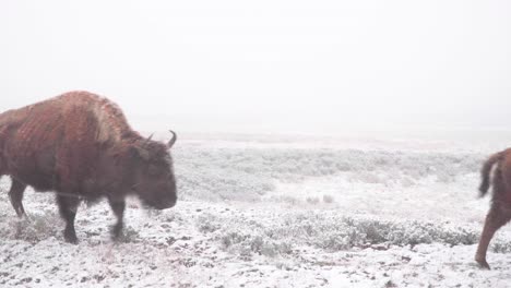 bison-herd-closeup-traveling-in-snow-at-yellowstone-national-park-in-wyoming
