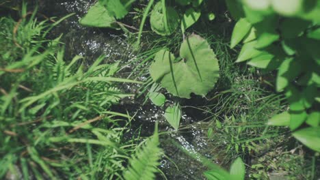 Clean-Stream-Water-In-Kyoto,-Japan-Surrounded-By-Green-Plants-And-Grass-Under-The-Sunlight---close-up
