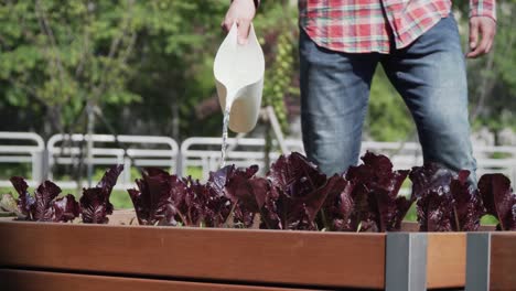 Worker-watering-red-lettuce-with-a-watering-can