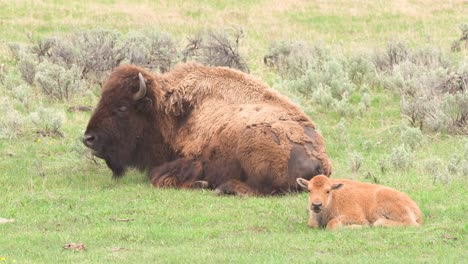 Bison-Und-Kalb-Grasen-Und-Entspannen-Im-Yellowstone-nationalpark-In-Wyoming