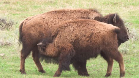 Bisons-Mit-Ausgewachsenen-Kälbern-Pflegen-Im-Yellowstone-Nationalpark-In-Wyoming