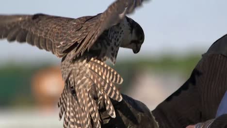 Falcon-getting-fed-by-its-handler-during-outdoor-training,-falconry,-hawking