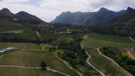 Steady-drone-view-of-vineyard-with-grapevines-and-mountains-while-bird-is-flying-thorugh-scene-overlooking-Stellenbosch-and-Constantia-in-Cape-Town-South-Africa