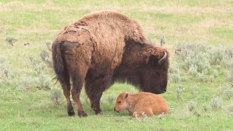 bison-scratching-head-next-to-calf-at-yellowstone-national-park-in-wyoming