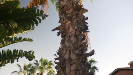 Cabo-holiday-destination-tropical-leafy-palm-tree-tilt-to-sunshine-paradise-sky