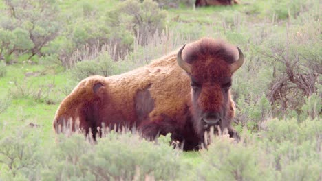 bison-relaxing-while-grazing-at-yellowstone-national-park-in-wyoming