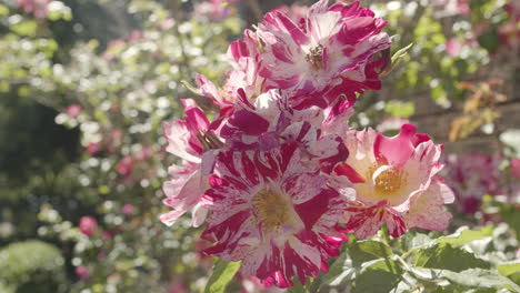 Zweig-Der-Rosafarbenen-Tigerrosenblumen-Weht-Auf-Einer-Leichten-Brise