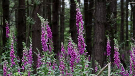 Beautiful-Purple-flowering-wild-Foxglove-plants-deep-in-a-woodland,-Warwickshire,-UK