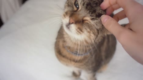 A-hand-gently-pets-a-tabby-cat-who-is-sitting-on-white-linen