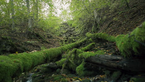 Tree-and-rocks-covered-by-moss-along-water-stream-flowing-through-green-forest