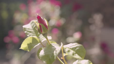 A-single-rosebud-shakes-in-a-light-breeze-through-a-flower-garden