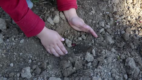 Toddler-hands-plant-onion-in-soil,-work-in-garden,-learn-independence