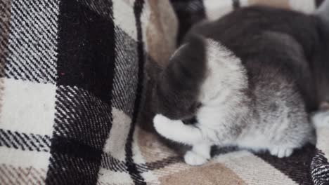 Weiß-grau-Gestreifte-Kätzchenrasse-Scottish-Fold-Spielt-Mit-Dem-Schwanz-Einer-Grauen-Mutterkatze