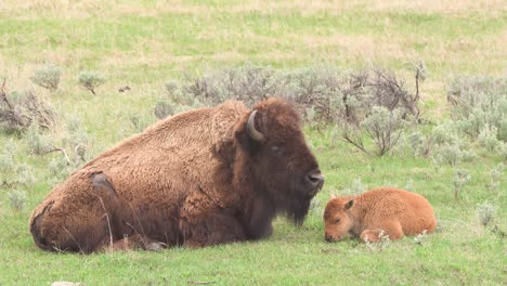 Bisontes-Y-Terneros-Pastando-En-El-Parque-Nacional-De-Yellowstone-En-Wyoming