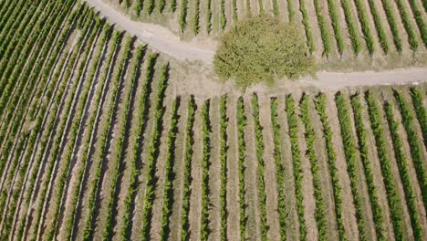 Drone-shot-of-grapevines-and-vineyards-from-above-while-flying-directionally-and-tilting-up-revealing-beautiful-scenery-and-mountains-in-stellenbosch-and-Constantia-in-South-Africa