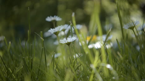 White-ox-eye-daisies-in-field-as-camera-pushes,-low-angle