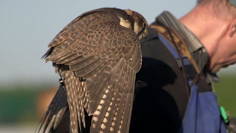 Saker-Falcon,-Falco-Cherrug,-Sitzen-Auf-Lederhandschuh-Des-Falkners-Und-Fressen-Beute