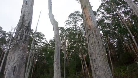 Sie-Schauen-Zum-Himmel-Auf-Tote-Eukalyptusbäume-Und-Schwenken-Hinunter-Zu-Ihren-Stämmen,-Die-Aus-Einem-See-Ragen