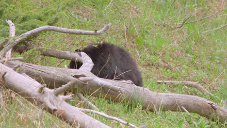 black-bear-cub-eating-leaves-at-yellowstone-national-park-in-wyoming