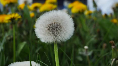 Dandelion-flower-in-a-green-meadow