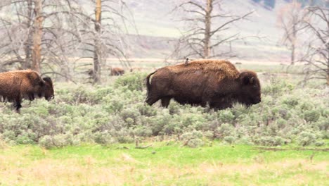 bison-herd-traveling-while-bird-lands-on-bison's-back-at-yellowstone-national-park-in-wyoming
