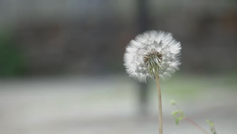 A-Beautiful-Dandelion-Flowers-In-The-Garden-With-Blurry-Background