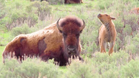 Bison-Und-Kalb-Grasen-Und-Entspannen-Im-Yellowstone-nationalpark-In-Wyoming