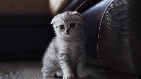 Close-up-of-a-little-white-striped-Scottish-Fold-kitten-sitting-on-the-floor