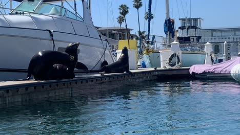 Sea-Lions-Relaxing-on-a-dock