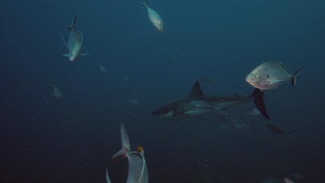 Großer-Weißer-Hai-Carcharodon-Carcharias-Neptuninseln-Südaustralien-Zeitlupe-4k
