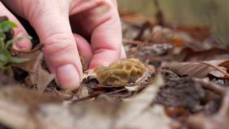 Close-up-of-hand-taking-delicious-Morel-mushroom-from-ground,-static