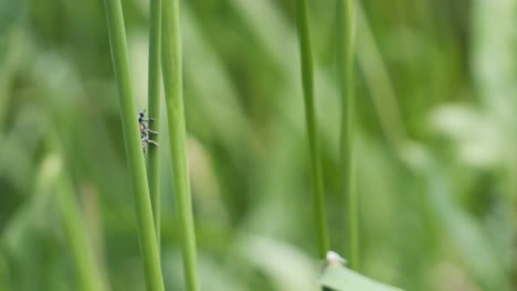 Schwarzer-Und-Roter-Ameisenbeutelkäfer,-Der-Auf-Einem-Grashalm-Sitzt,-Der-Sich-Im-Wind-Wiegt