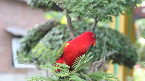 Roter-Papagei-Sucht-Im-Baum-Nach-Nahrung