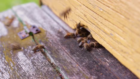 Close-up-of-honey-bees-leaving-and-entering-a-hive-at-the-bottom-of-a-wooden-board