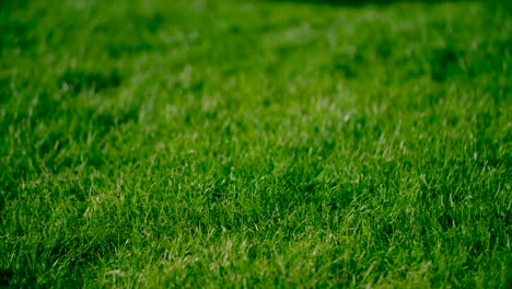 Close-up-view-of-lush-green-grass-with-ambient-light