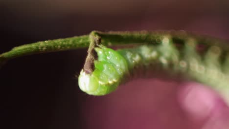 Macro-shot-of-bright-green-Copper-underwing-caterpillar-eating-a-green-branch-with-soft-focus