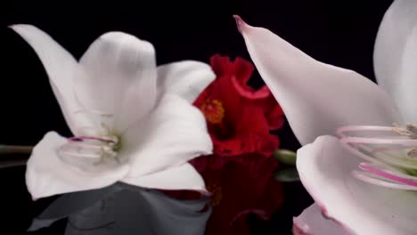 Moving-forwards-macro-view-of-white-belladonna-lily-and-red-hibiscus-on-a-black-reflective-background,-beautiful-elegant-4k-footage-of-flowers