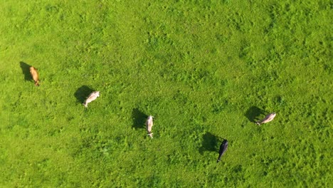 Drone-rising-and-spinning-above-herd-of-cows-and-cattle-huge-green-grass-field-in-Germany