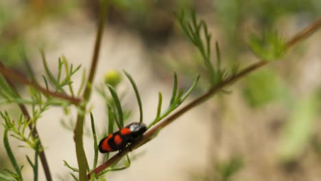 Black-and-Red-Froghopper-sitting-on-a-Plant-in-a-Meadow-Swaying-in-the-Wind