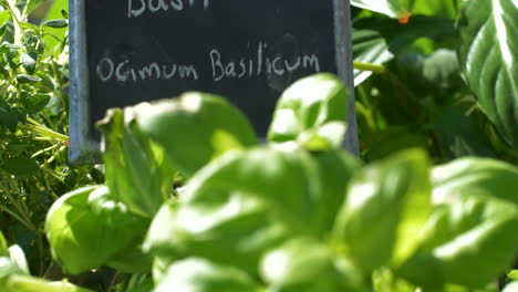 Frische-Basilikum-Küchenkräuterpflanzen-Und-Zeichen-Im-Freien,-Rack-Fokus-Nach-Oben-Kippen