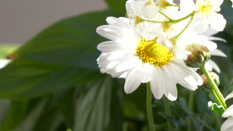 Close-dynamic-shot-of-Beautiful-Garden-Marguerite-Daisiy-in-natural-sunlight