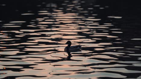 Silhouette-Of-Duck-Swims-On-The-Rippling-Water-At-Lake-Of-Nations-In-Quebec,-Canada-During-Sunset