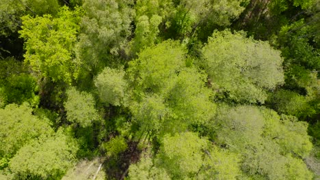 Aerial-of-flying-over-a-beautiful-green-forest-in-a-countryside-landscape