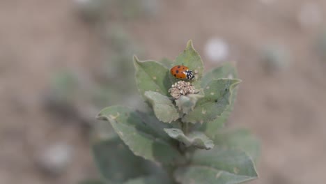 Profile-Close-up-View-of-Innocent-Ladybug-on-Leaves-Moving-on-Wind,-Slow-Motion