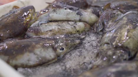 fresh-choco-squid-pile---slow-motion-close-up-moving-shot-Fish-Market-tray